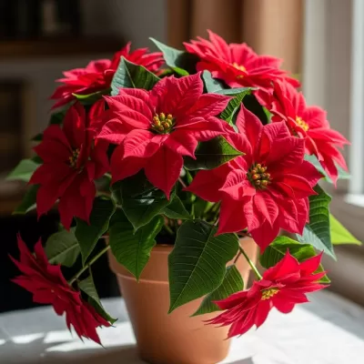 Imagen PNG para descargar